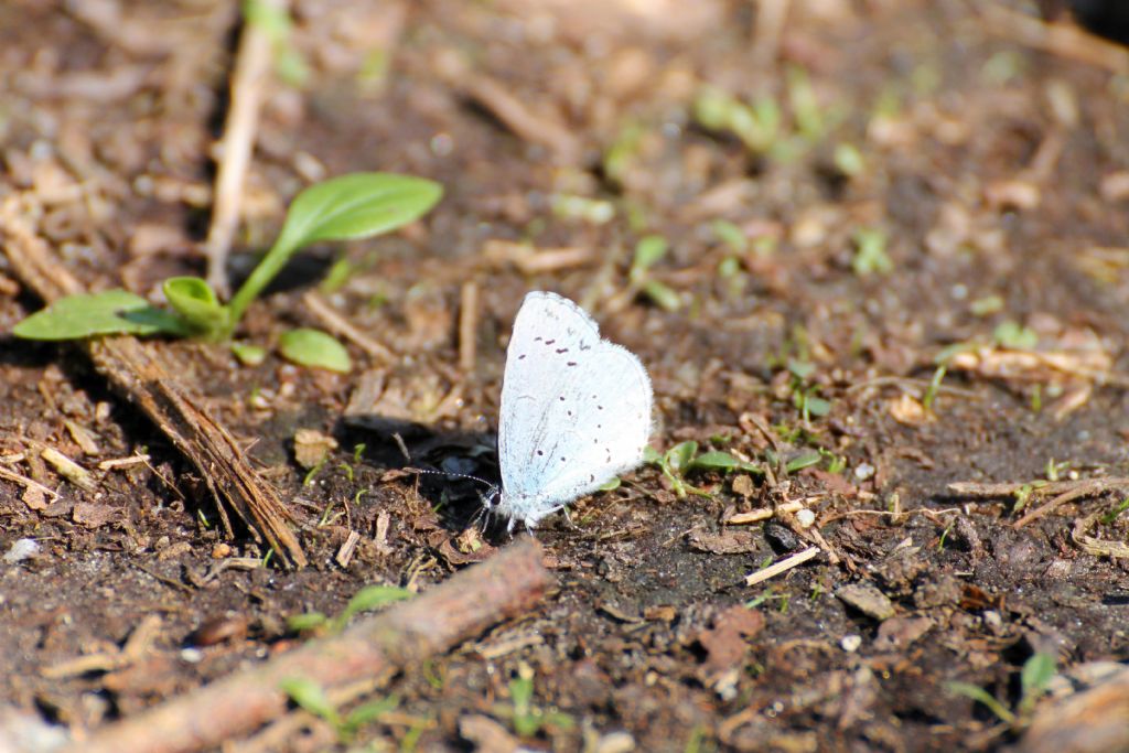 Celastrina argiolus